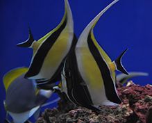 Aquarium Fish Aquarium Fish