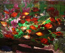 Aquarium Fish Aquarium Fish