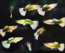 Aquarium Fish Aquarium Fish