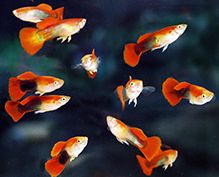 Aquarium Fish Aquarium Fish
