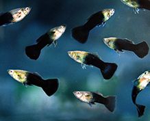 Aquarium Fish Aquarium Fish