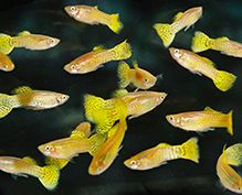 Aquarium Fish Aquarium Fish