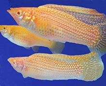 Aquarium Fish Aquarium Fish