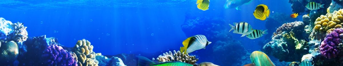 ornamental fish industry in