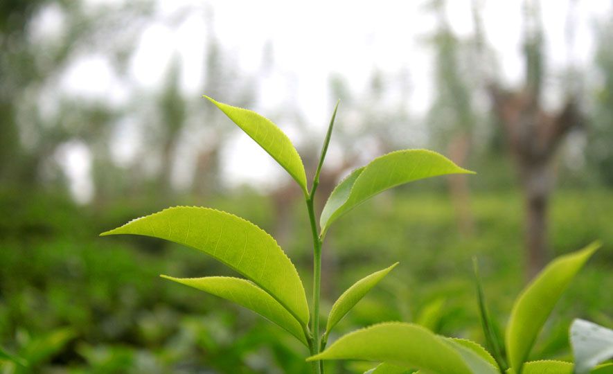 Nanoparticles derived from tea leaves kill lung cancer cells