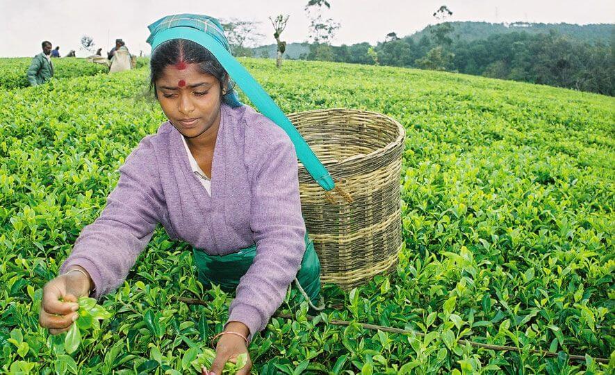 Fair-Trade Organic Ceylon Tea : a change for the better