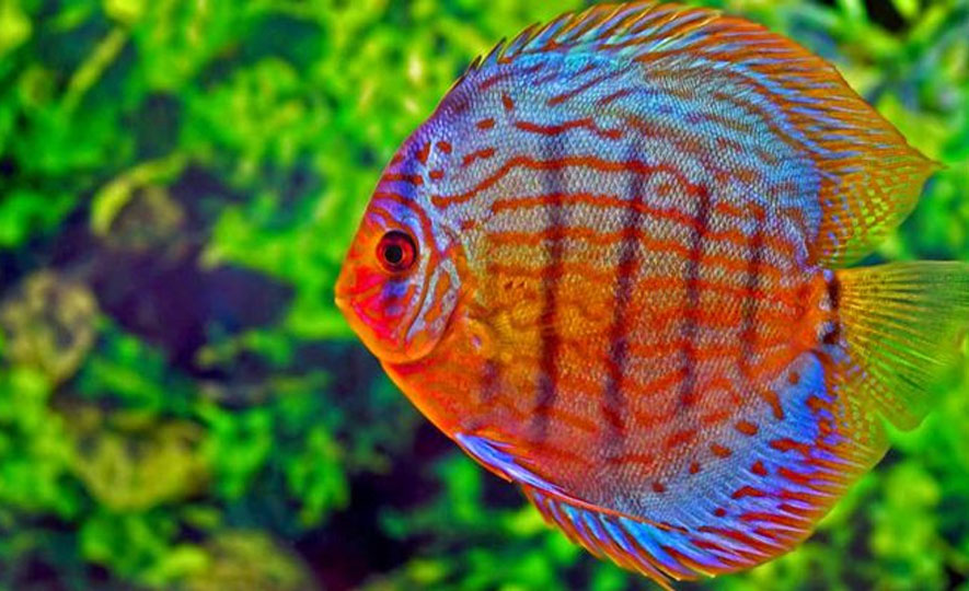 Ornamental fish featuring notably in 14 percent export growth