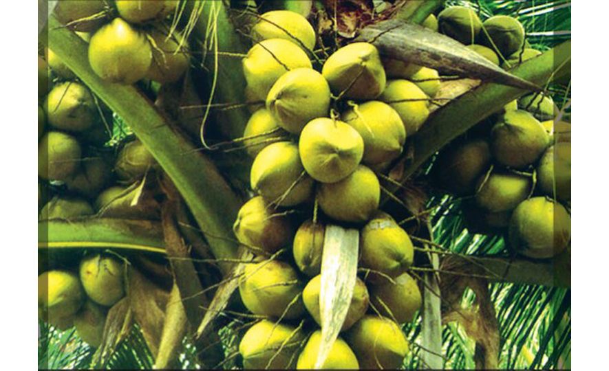 Coconut tree, the wonder tree of Sri Lanka