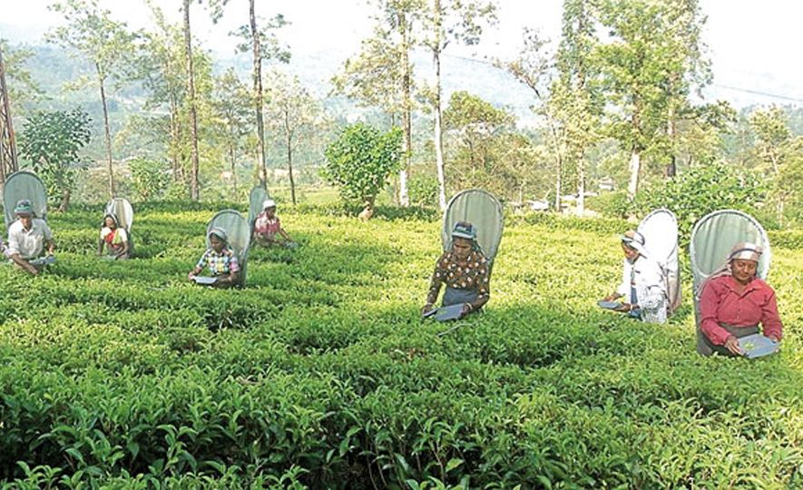 Sri Lanka tea exports increase