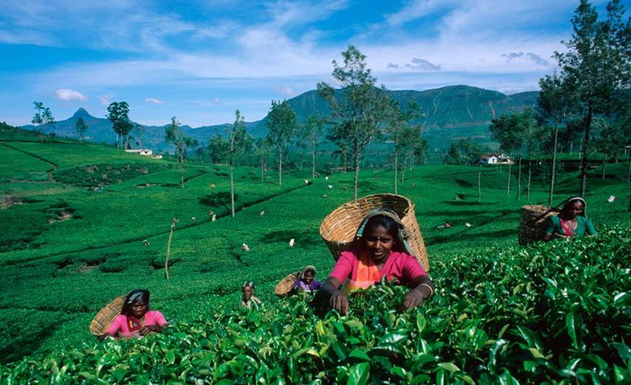 A heritage of excellence:  the wonderful history of Ceylon Tea