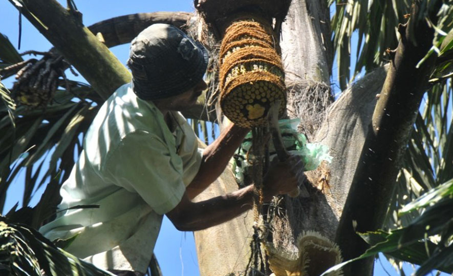 Jaggery Palm; A Versatile Food Source from Sri Lanka