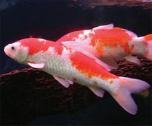 Aquarium Fish Aquarium Fish