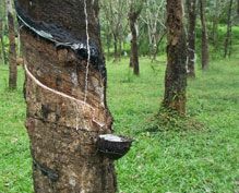 Natural rubber Natural rubber