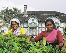 Pure Ceylon Tea Pure Ceylon Tea