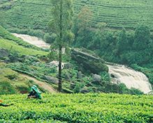 Organic tea Organic tea