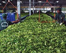 Tea in bulk Tea in bulk from Sri Lanka Supplier
