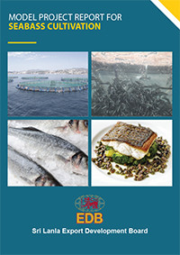 Seabass Cultivation Seabass Cultivation