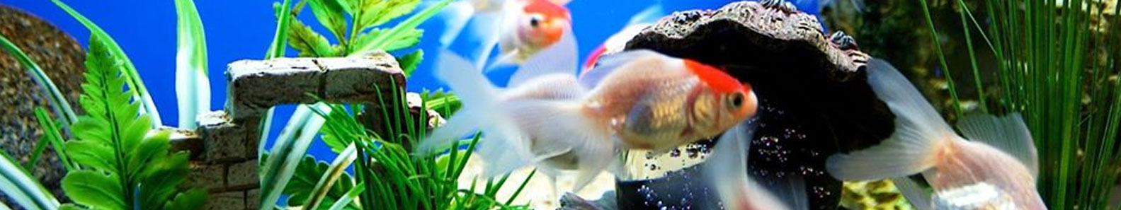 ANGEL AQUARIUM PVT LTD