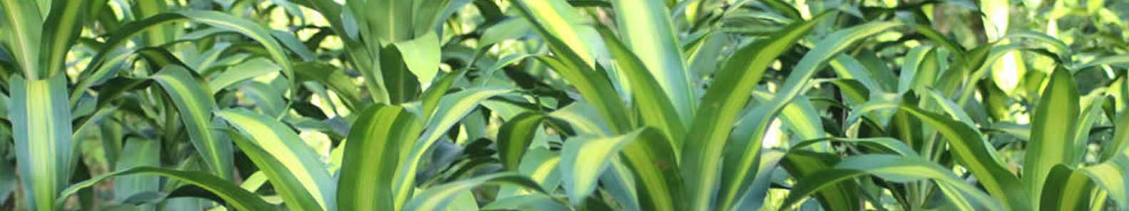 GREEN LANKA FOLIAGE EXPORTS