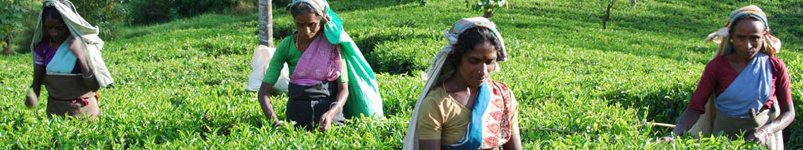 MASKELIYA TEA EXPORTS PVT LTD