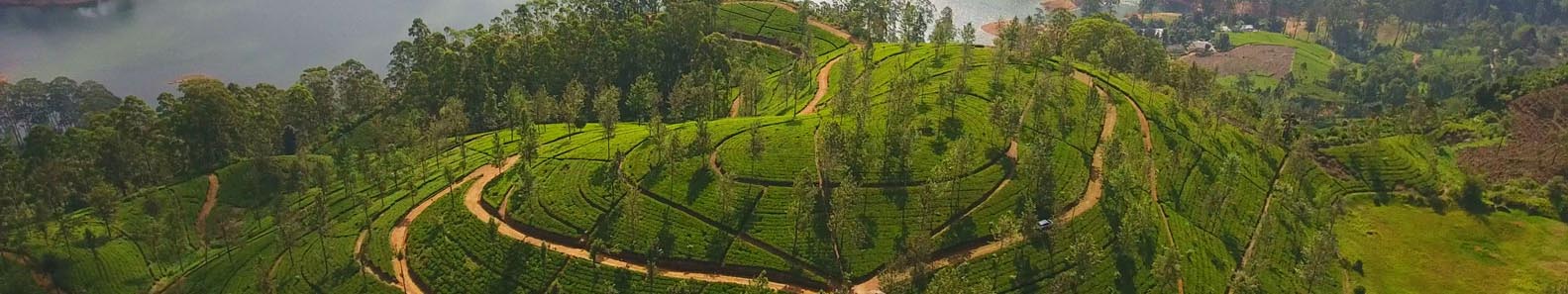 MASKELIYA TEA GARDENS CEYLON LTD