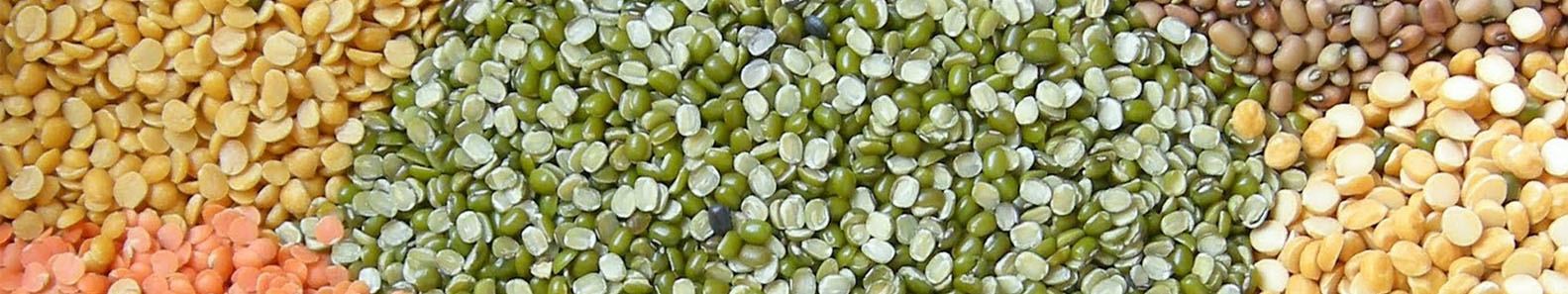 PULSES PROCESSING INDUSTRY PVT LTD