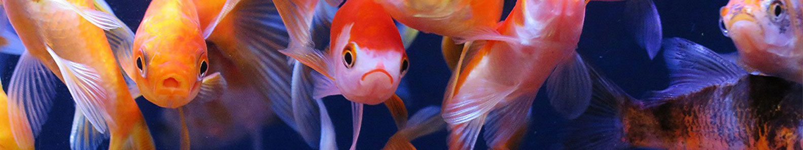 SHINEX TROPICAL FISH