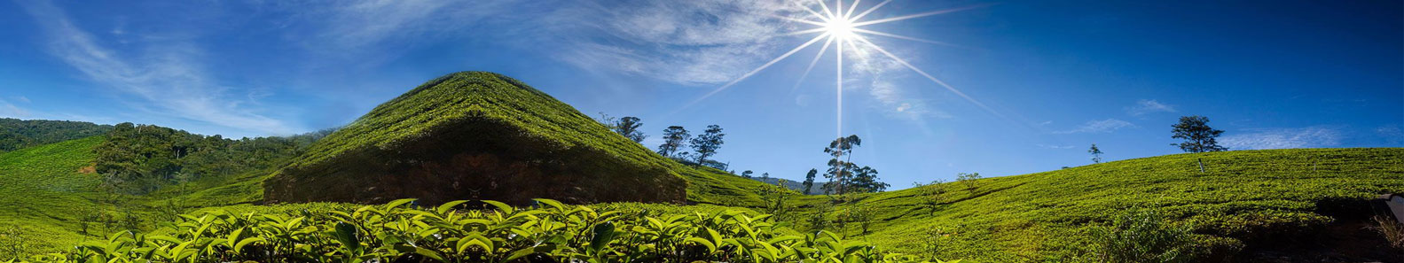 ALPHABET TEA COMPANY PVT LTD