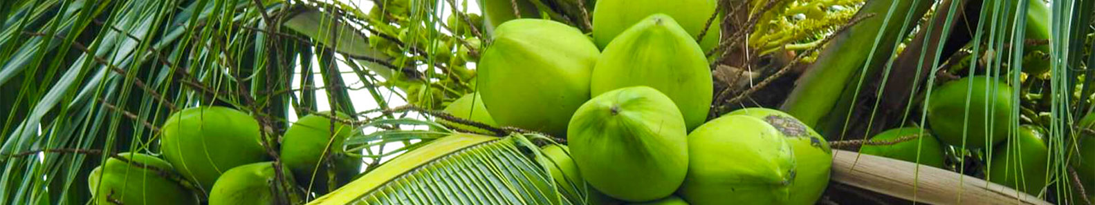 CHAMAKA LANKA COCONUT PRODUCT EXPORTERS