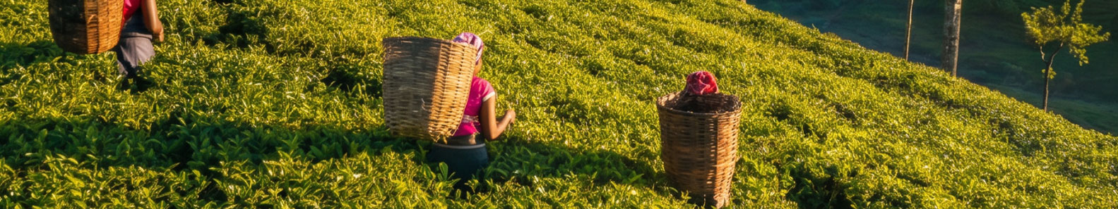 INFINITY CEYLON EXPORTS