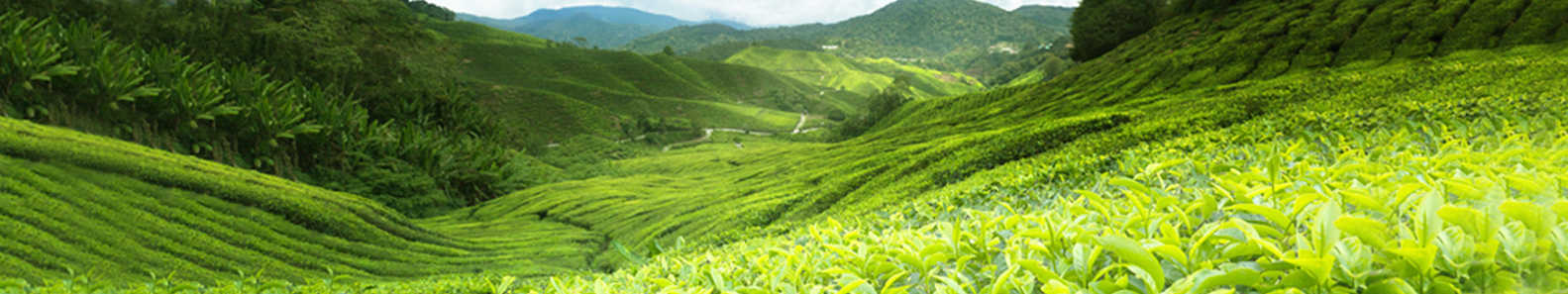 INTER TEA PVT LTD