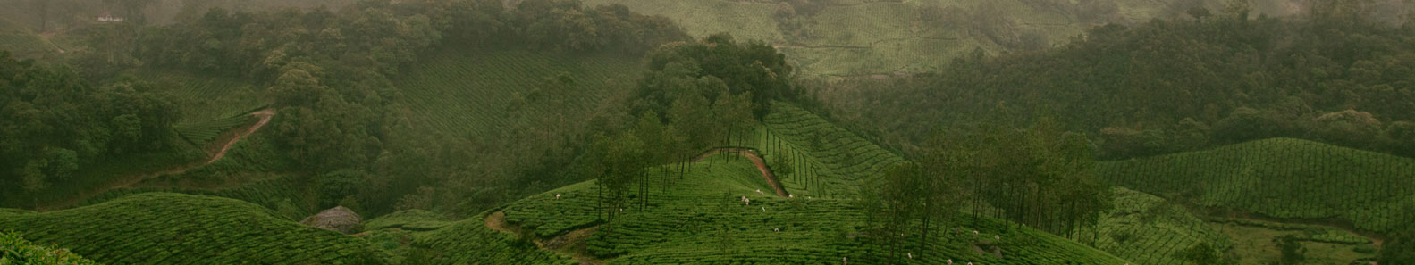 KANDRICK TEA BEVERAGES LANKA