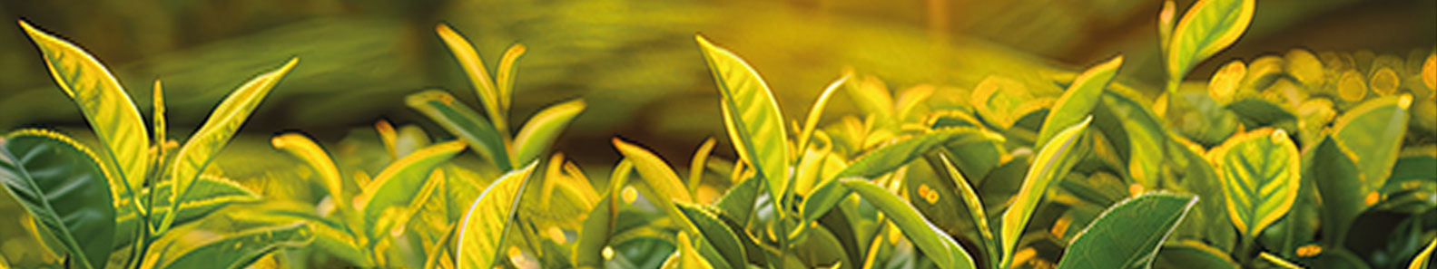 KIYARA TEAS PVT LTD