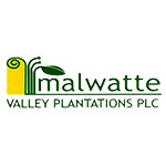 MALWATTE VALLEY PLANTATIONS PLC