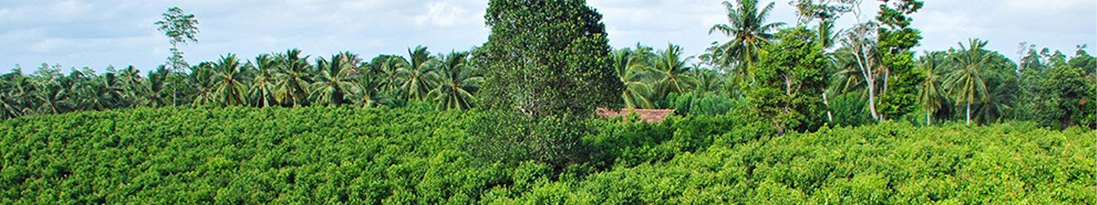 PRIME LANKA EXPORTERS