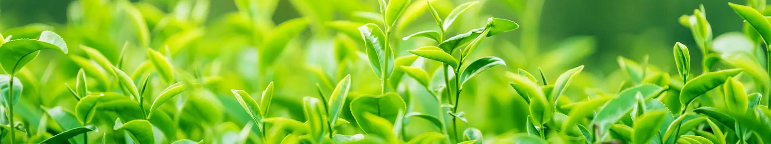 SAYA INTERNATIONAL TEA & FOOD EXPORTS PVT LTD