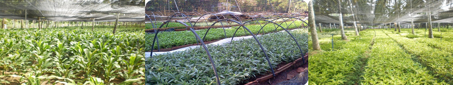 TROPICAL ABUNDANCE PVT LTD