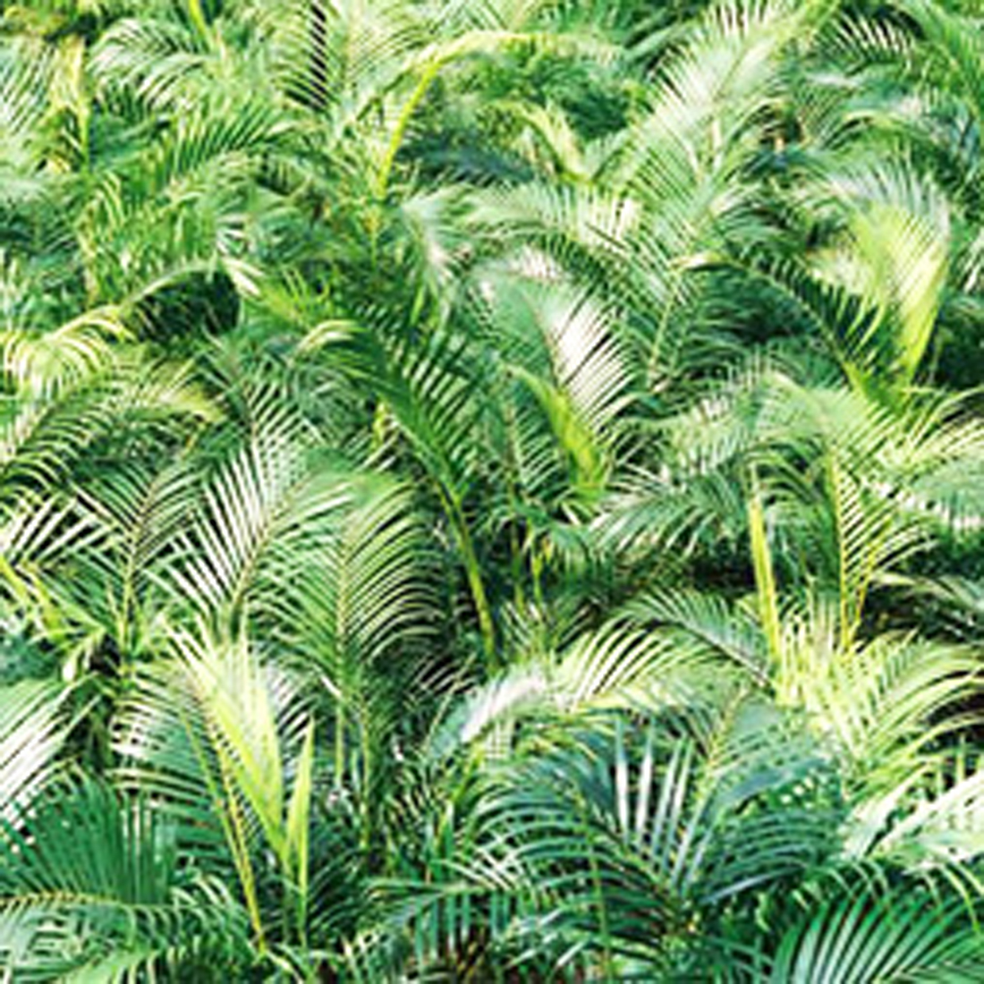 Cane Palms (Chrysalidocarpus Lutescens)