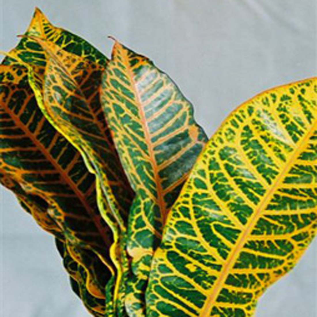 Croton Mix