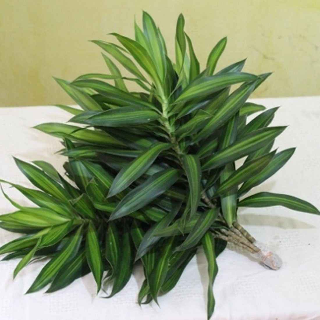 Reflexsa