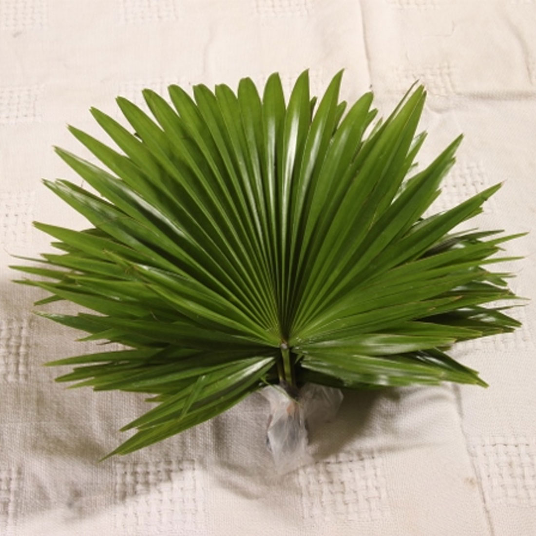 Livistonia Rotandafolia