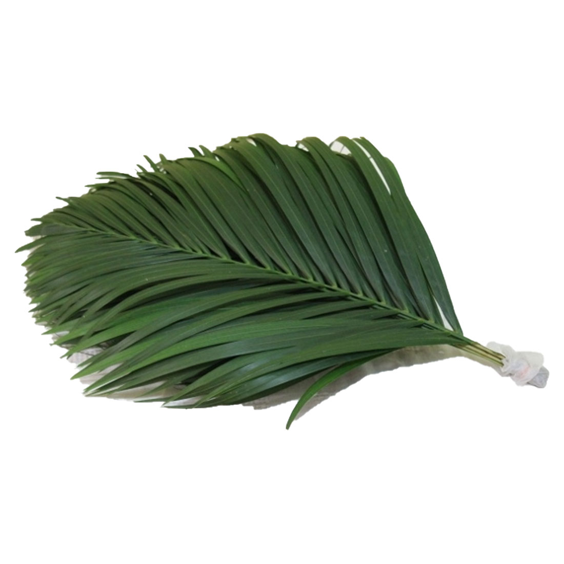 Chrysalidocarps Lutescens