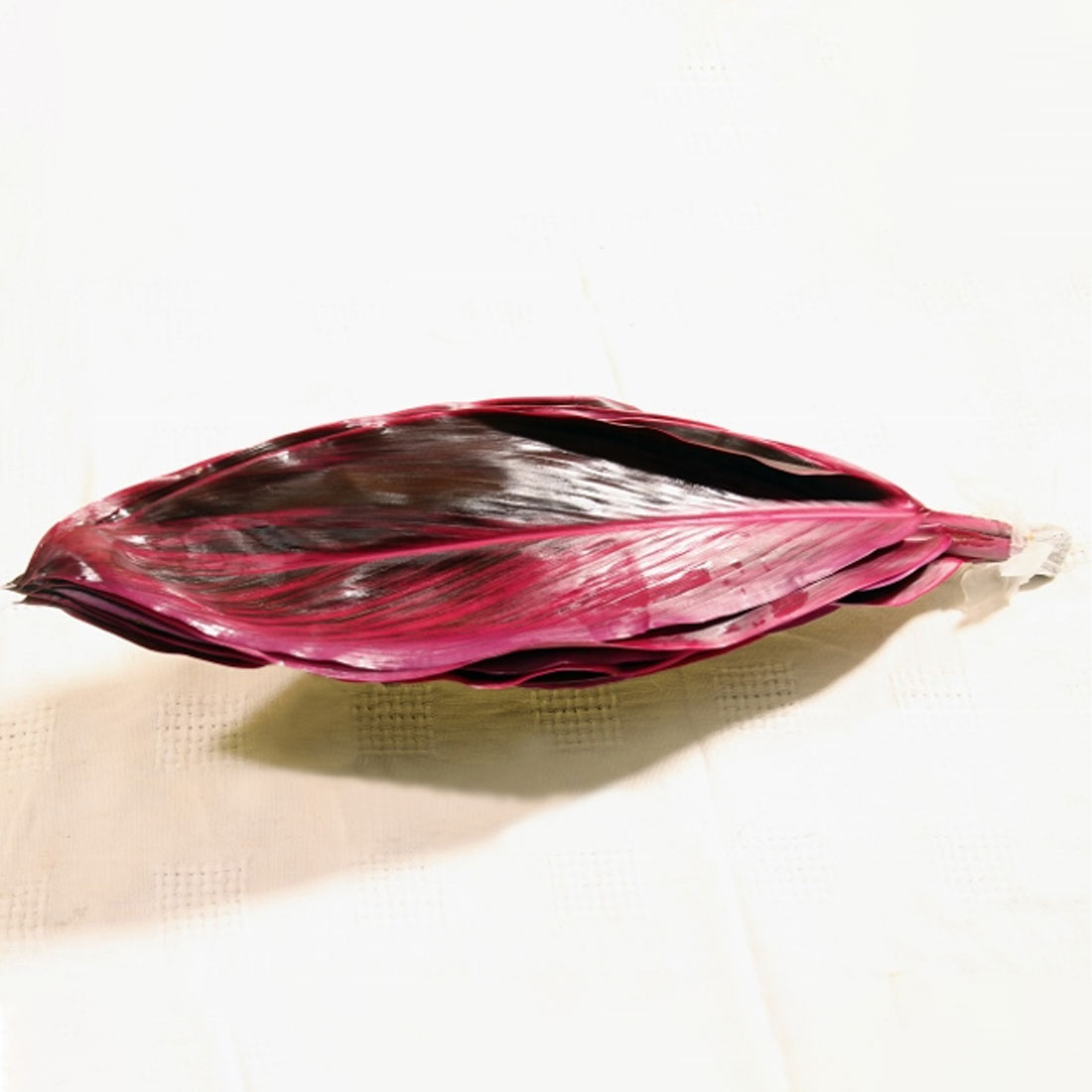 Cordyline