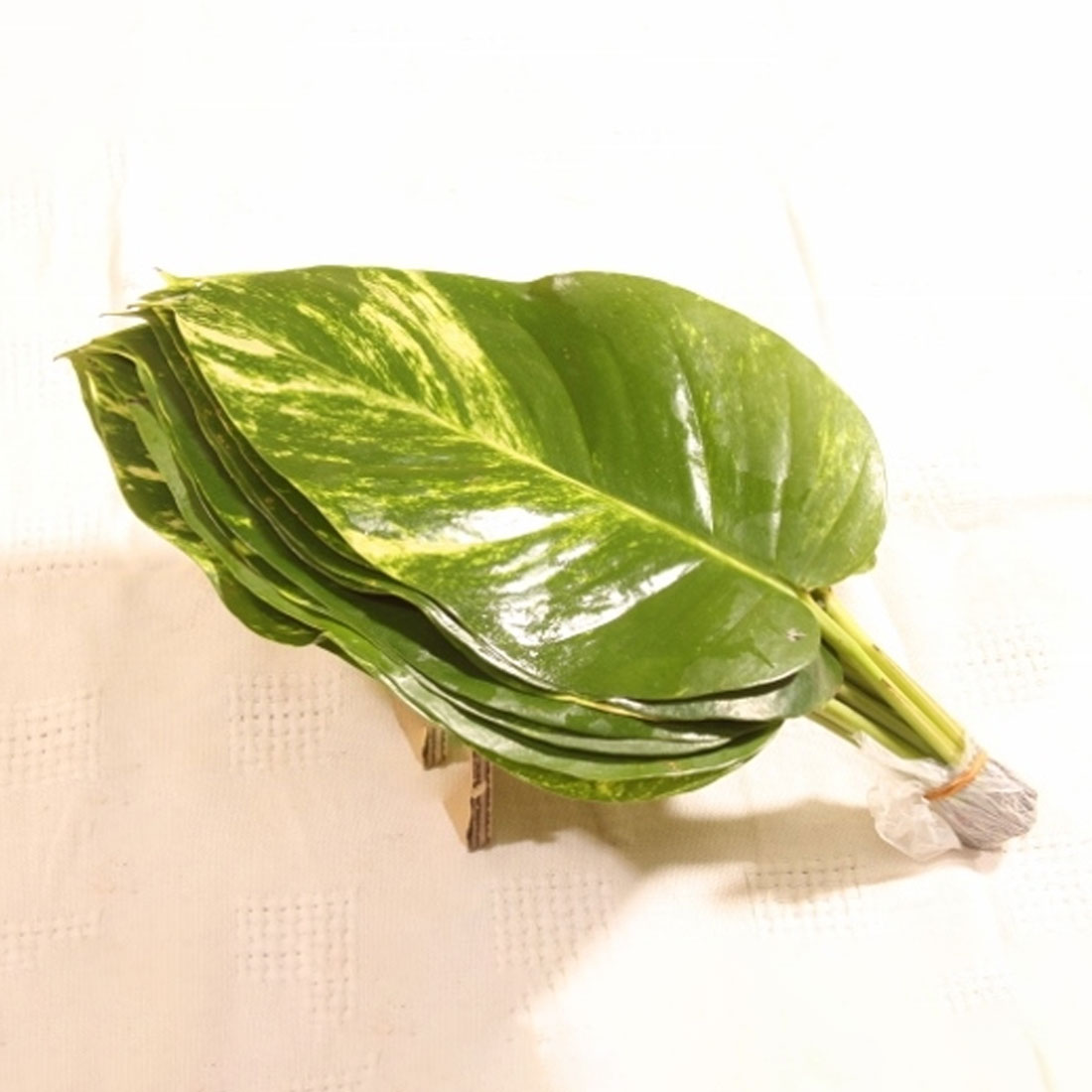 Sindapses Pothos