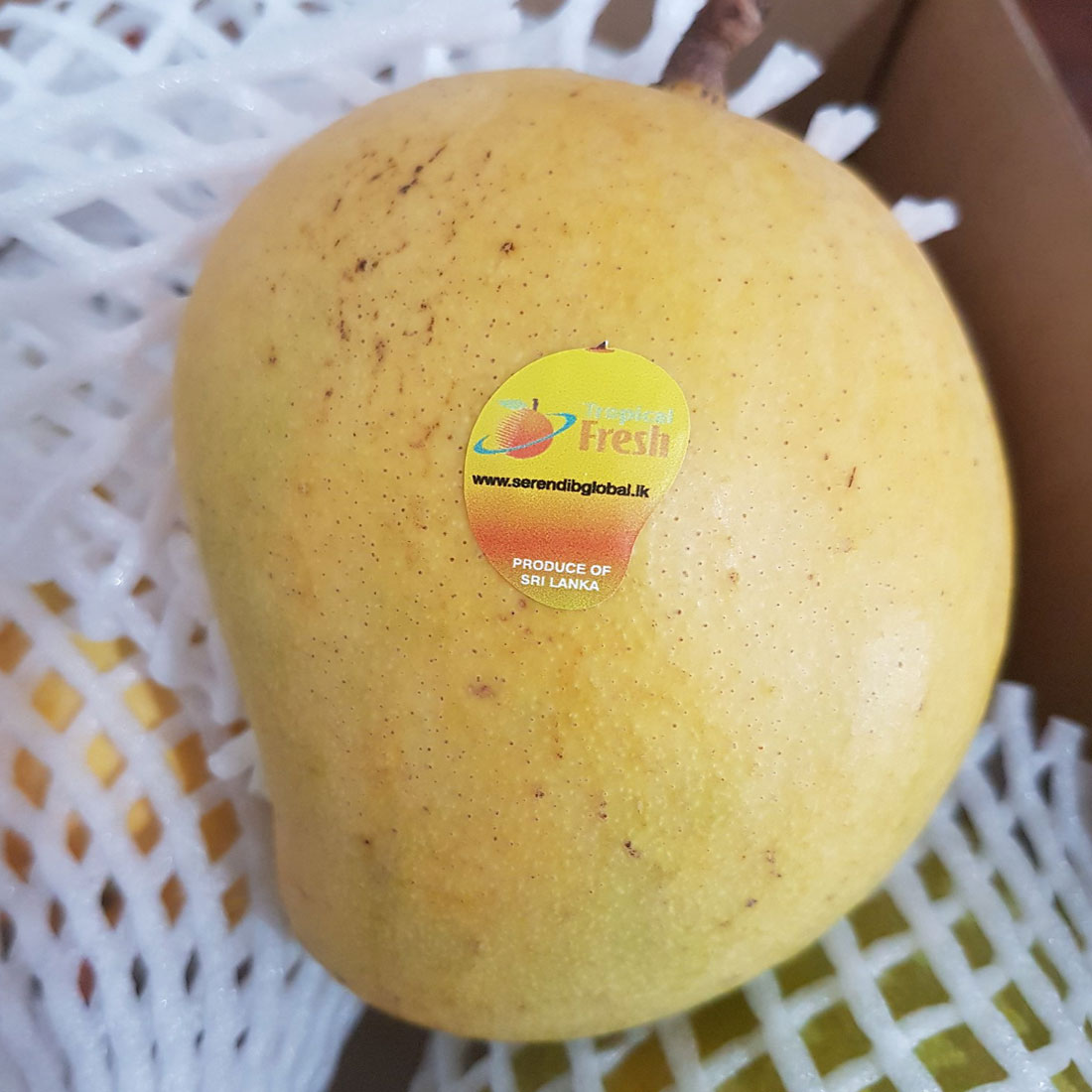 Fresh Alphonso Mango (SGT)