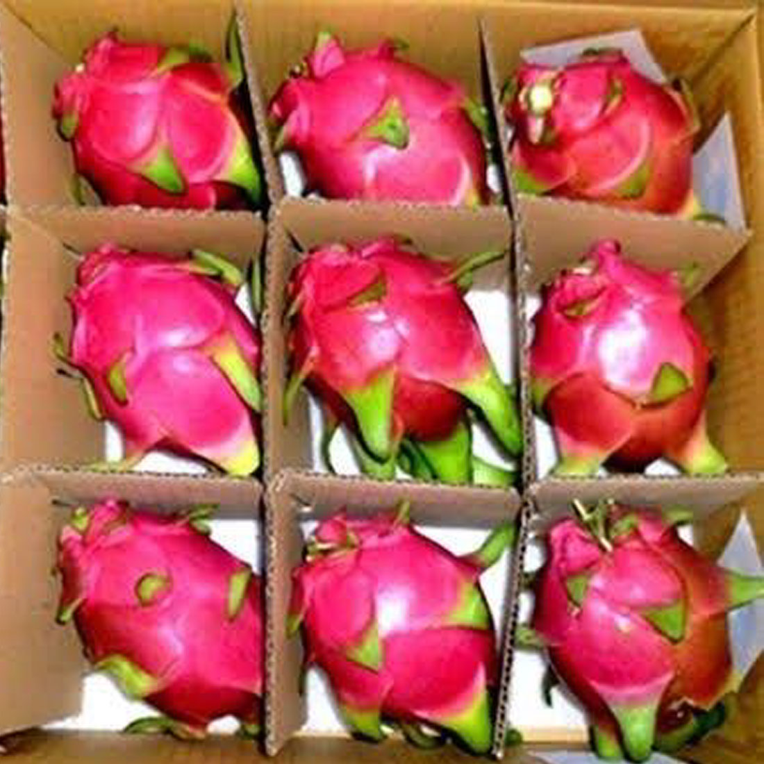 Fresh Dragon Fruit (SGT)