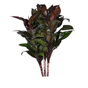 Dracaena Purple Compacta - Sathuta International