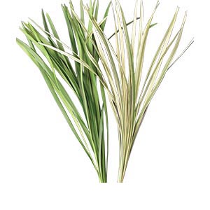 Miscanthus - China Grass (White/Green)