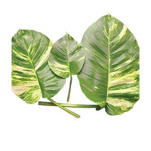 Epipremnum aureum 'Pothos'