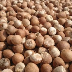 Ashok Lanka Exports - Betel Nut